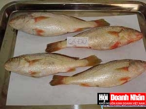Cá đù - Agrimexco Ca Mau - Công Ty CP XNK Nông Sản Thực Phẩm Cà Mau